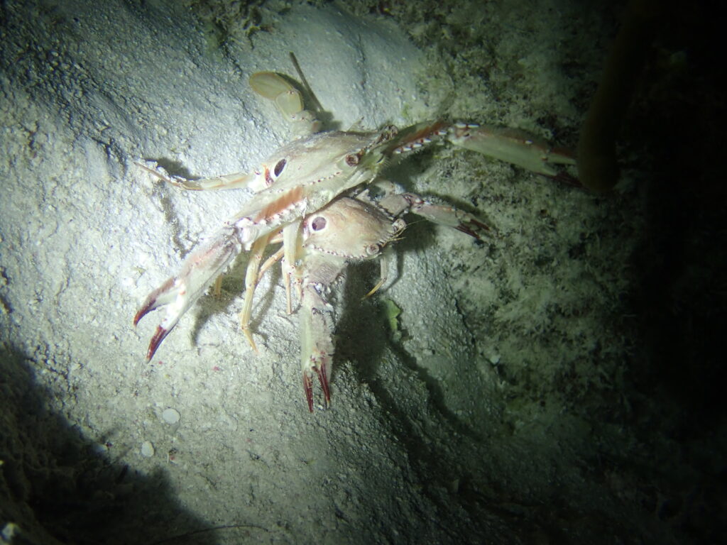 snorkel xcalak nocturno night jaibas cangrjos crabs